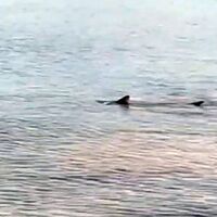 Ege'de köpekbalığı korkusu