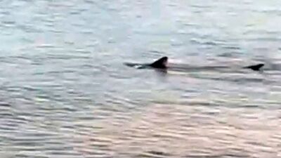 Ege'de köpekbalığı korkusu