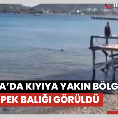 Datça’da kıyıya yakın bölgede iki köpek balığı görüldü