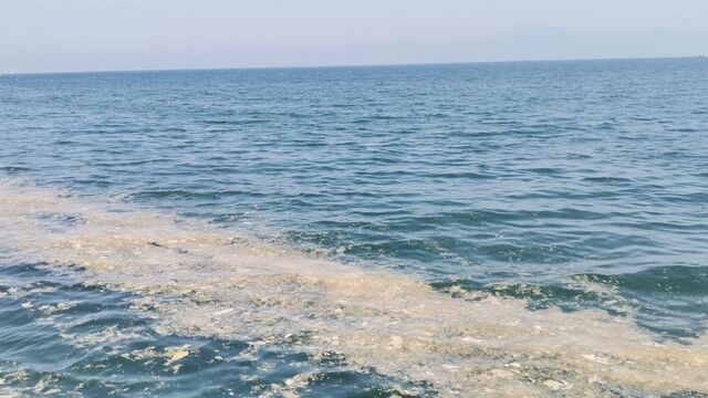 Mudanya kıyılarında müsilaj görüldü