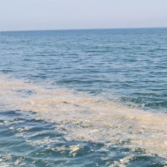 Mudanya kıyılarında müsilaj görüldü