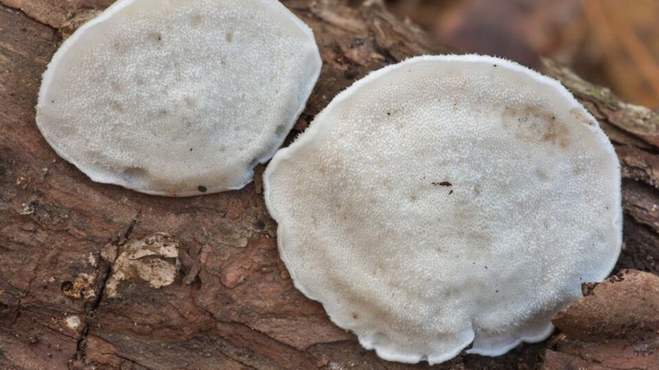 En acı madde bulundu!