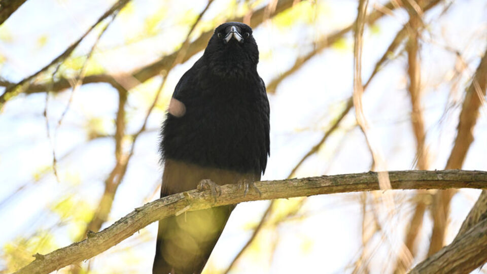 İşte karganın zekası