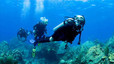 Dalgıcın Diğer Adı Nedir?