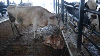 Aydın'da şap karantinası