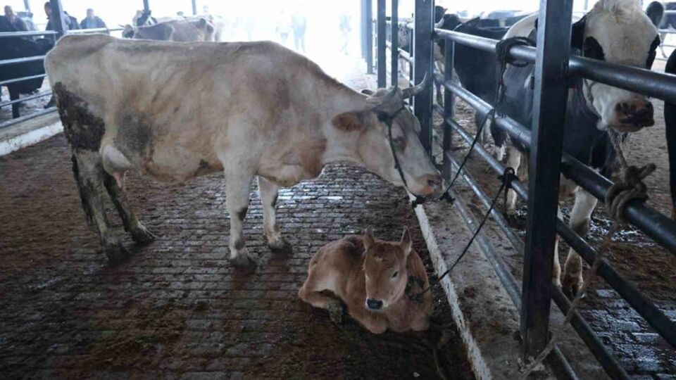 Aydın'da şap karantinası