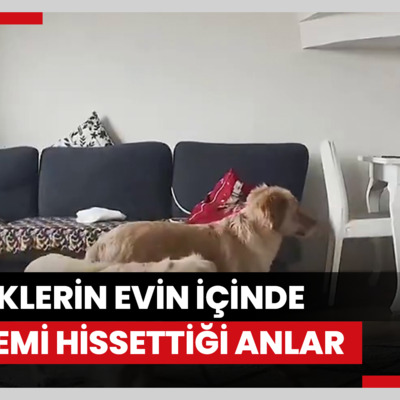 Köpeklerin evin içinde depremi hissettiği anlar