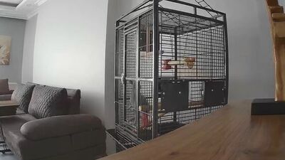 Depremi hisseden papağan kafesten kurtulmaya çalıştı