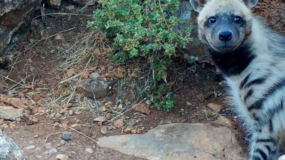 Nesli tehlike altındaki çizgili sırtlan görülen 2 alana koruma