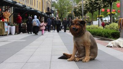 Trabzon'un 'Aslan Kral'ı