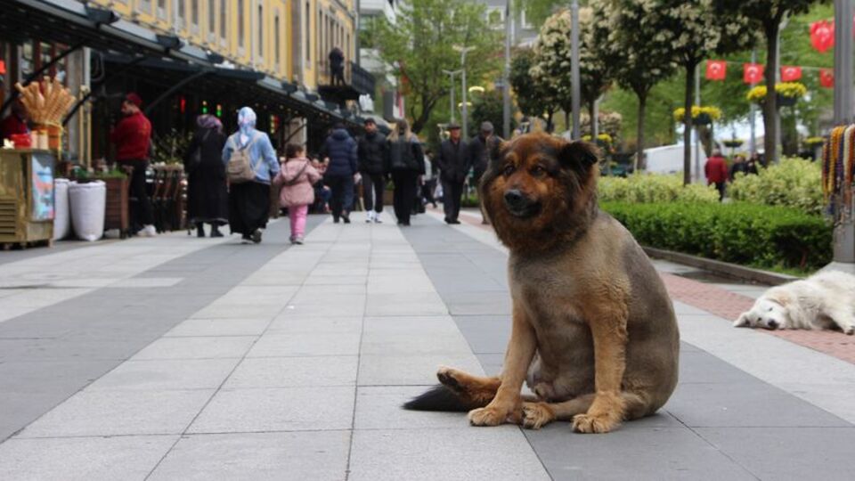 Trabzon'un 'Aslan Kral'ı