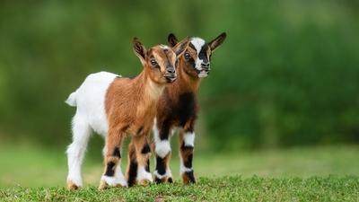 Oğlak Neyin Yavrusu?