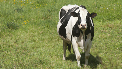 Gebe İnek Nasıl Anlaşılır?