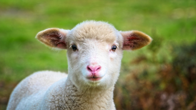 Koyunun Yavrusuna Ne Denir?