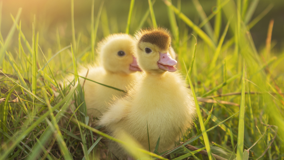 Ördek Yavrusu İsmi Nedir?