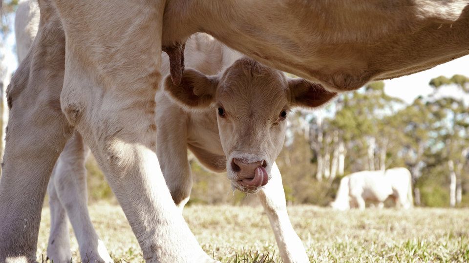 Manda Yavrusu İsmi Nedir?