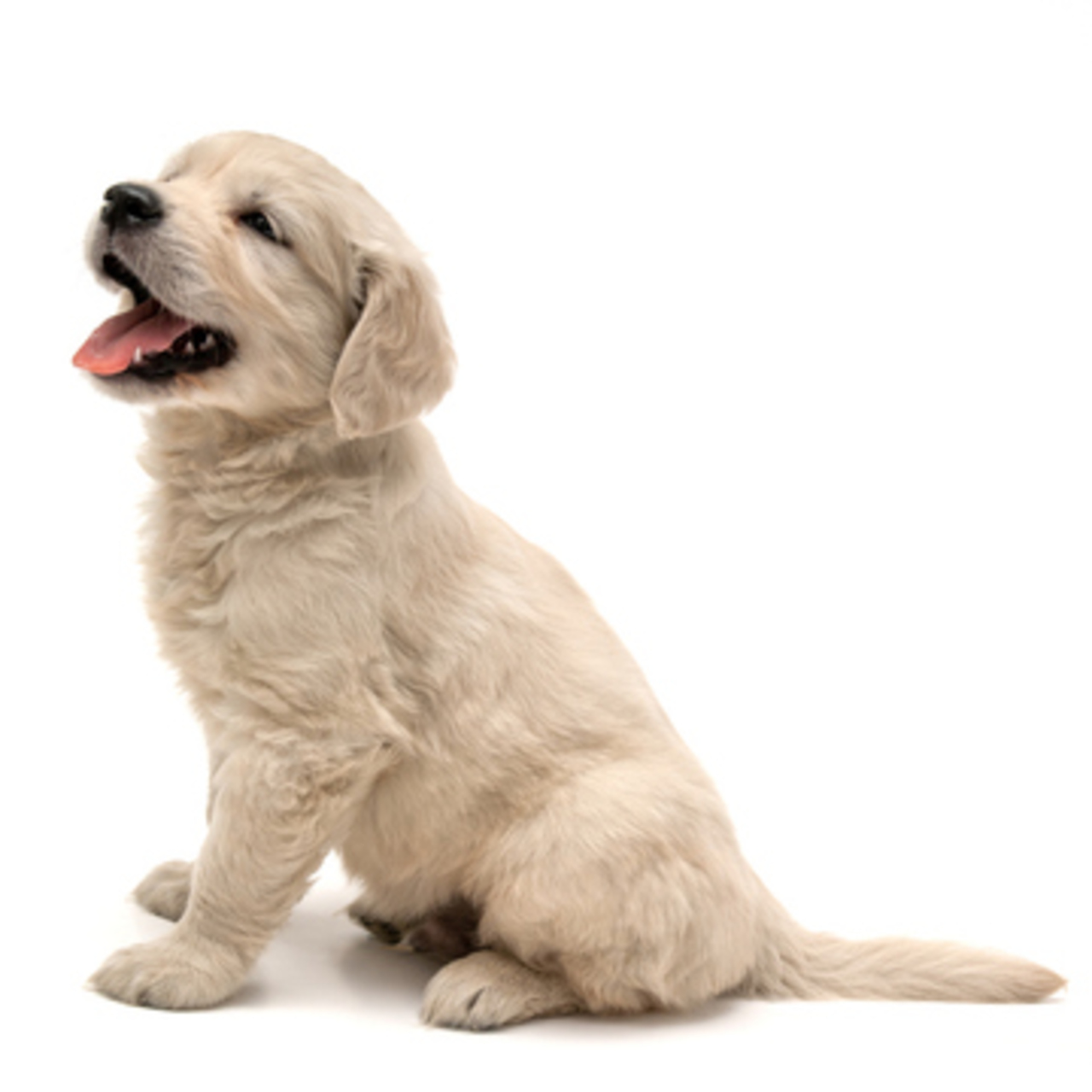 Köpek Yavrusuna Ne Denir? 
