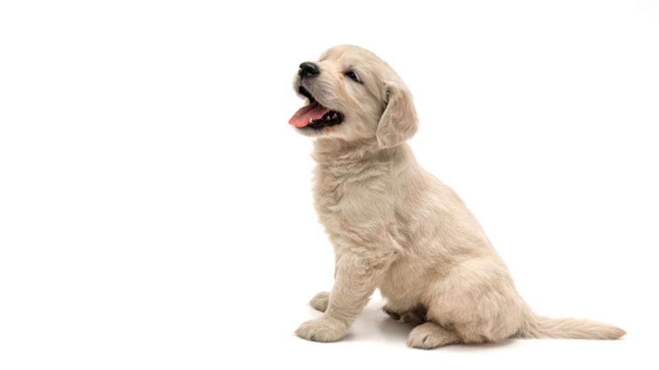 Köpek Yavrusuna Ne Denir?