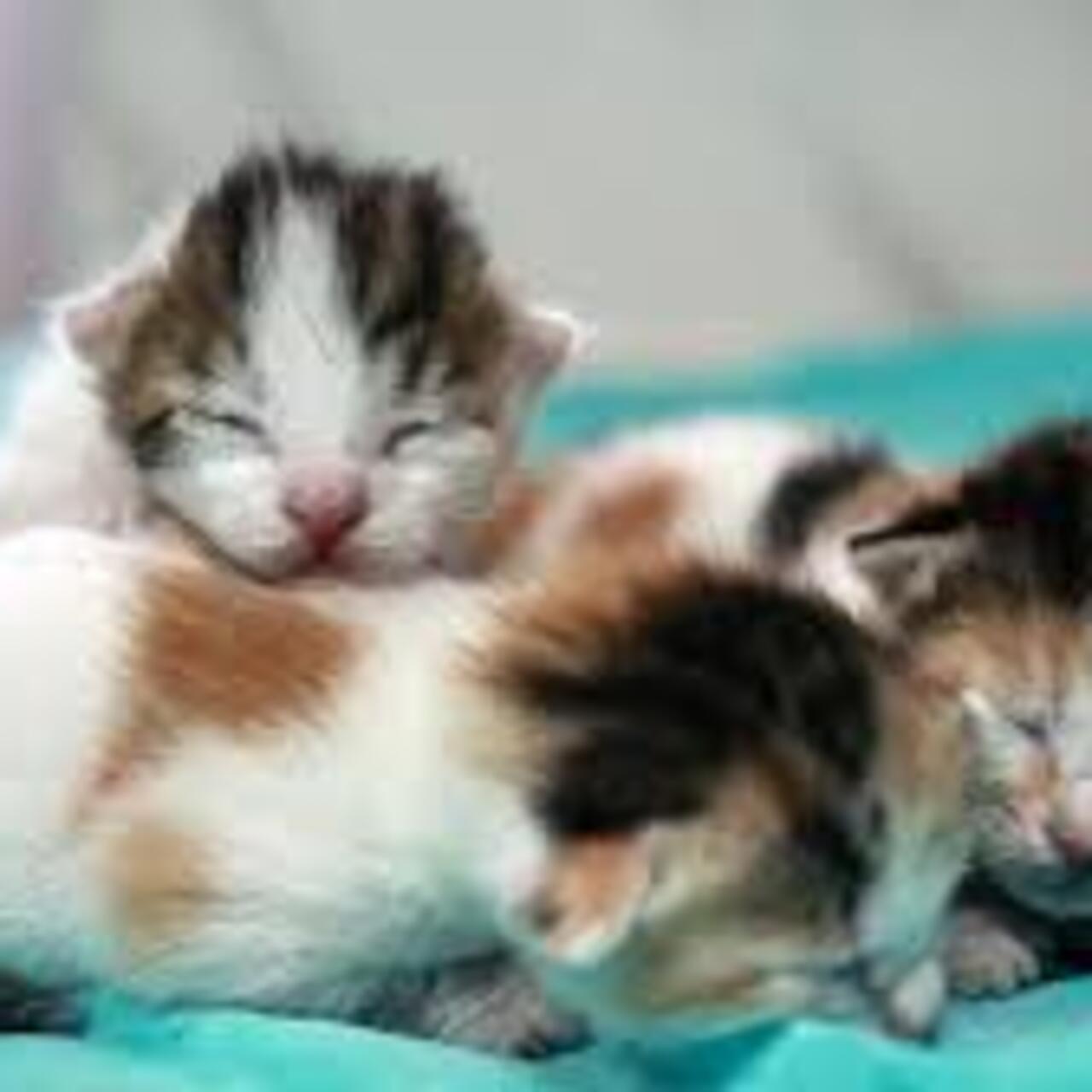 Kedi Yavrusuna Ne Denir? 