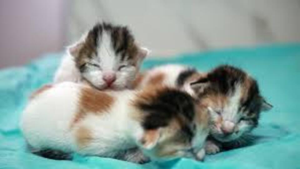 Kedi Yavrusuna Ne Denir?