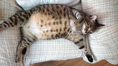 Kedilerin Hamile Olduğu Nasıl Anlarız?