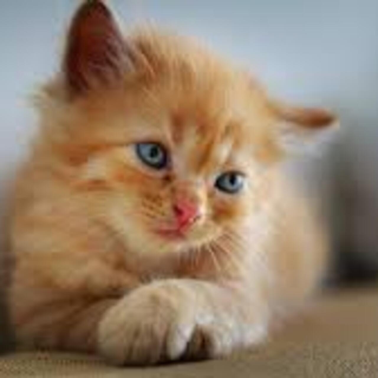 Yavru Kedi Ne Yer, Ne İle Beslenir?