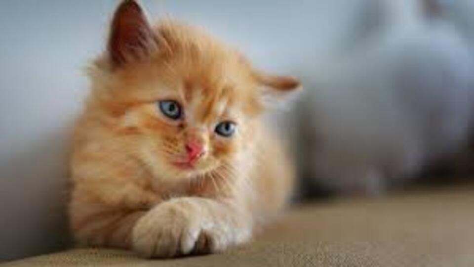 Yavru Kedi Ne Yer, Ne İle Beslenir?