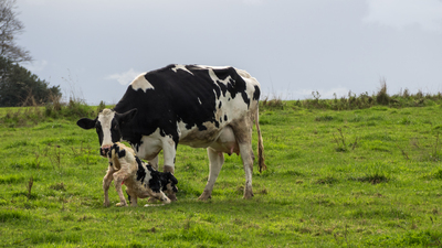 İnek Cinsleri, Irkları ve Özellikleri