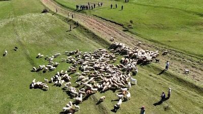 Kuzuların anneleriyle buluşması renkli görüntülere sahne oldu