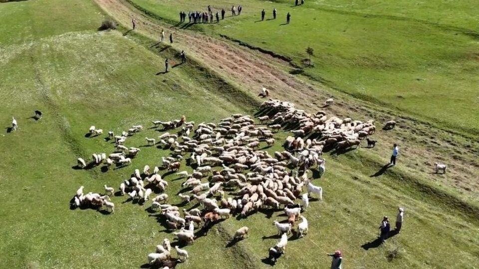 Kuzuların anneleriyle buluşması renkli görüntülere sahne oldu