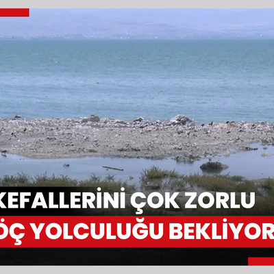 'İnci kefallerini çok zorlu bir göç yolculuğu bekliyor'