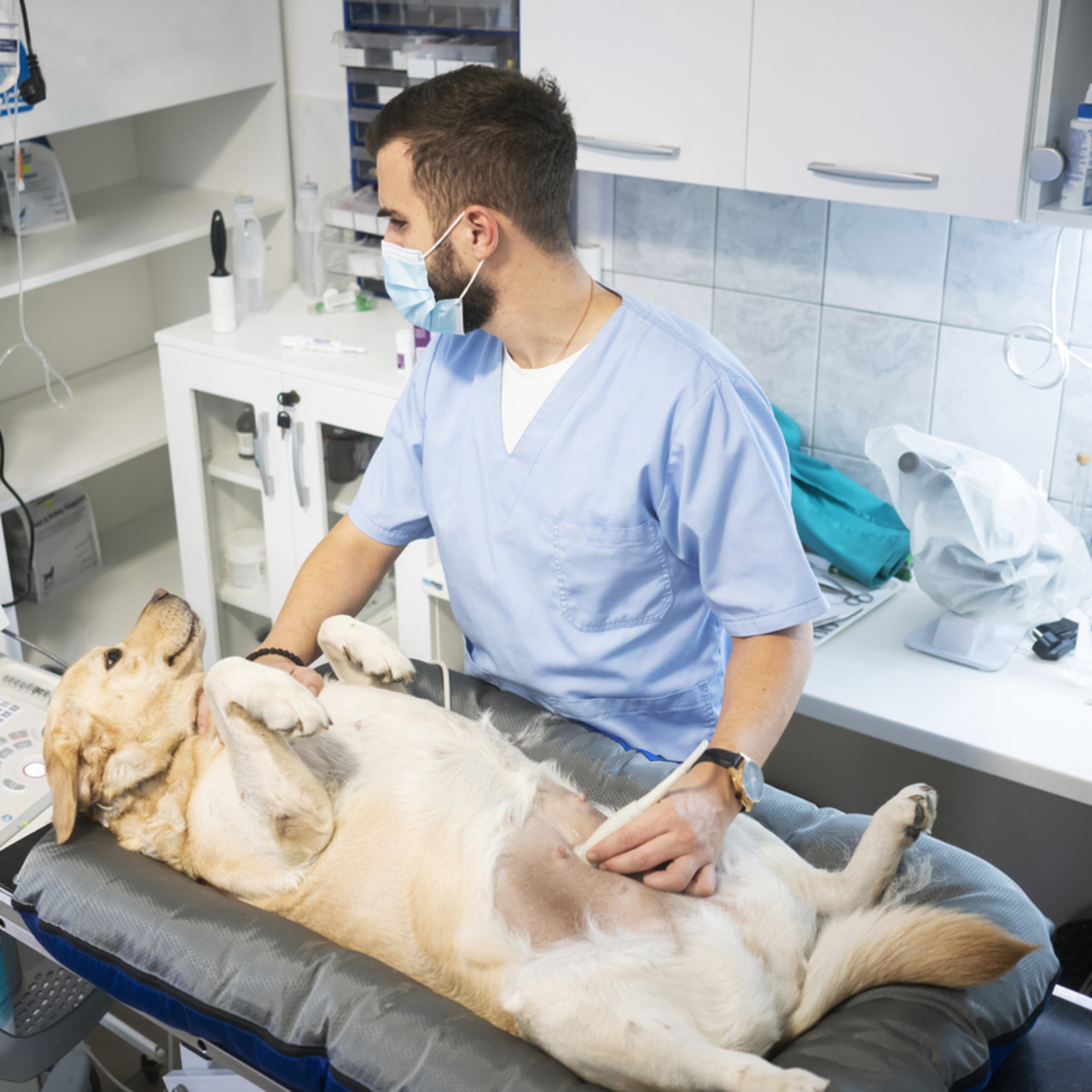 Köpeklerin Hamilelik Süresi Nedir?