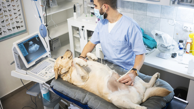 Köpeklerin Hamilelik Süresi Nedir?