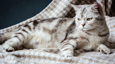 Kedilerin Hamilelik Süresi Nedir?