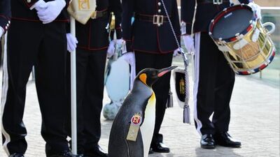 Guinness'ten 'dünyanın en yüksek rütbeli pengueni'ne kutlama