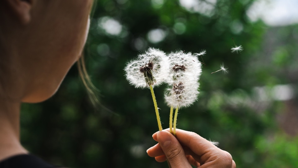 Alerjik duyarlılığı olanlara polen yoğunluğu uyarısı!