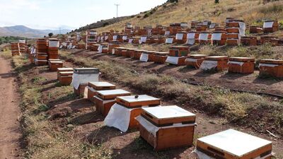 "Zirai don" arıları da etkiledi