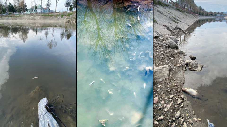 Yeşilırmak'ta balık ölümleri