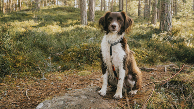 Evcil hayvanlarınız kalbinizi koruyor!