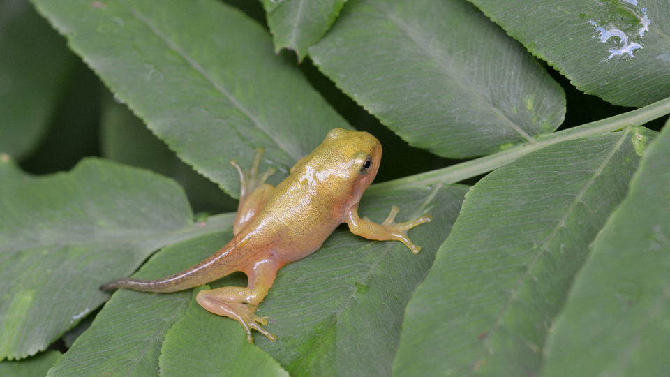 Kuyruklu kurbağaların diğer adı nedir?