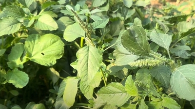 Hoşkıran otunun diğer adı nedir?