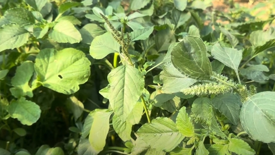 Hoşkıran otunun diğer adı nedir?