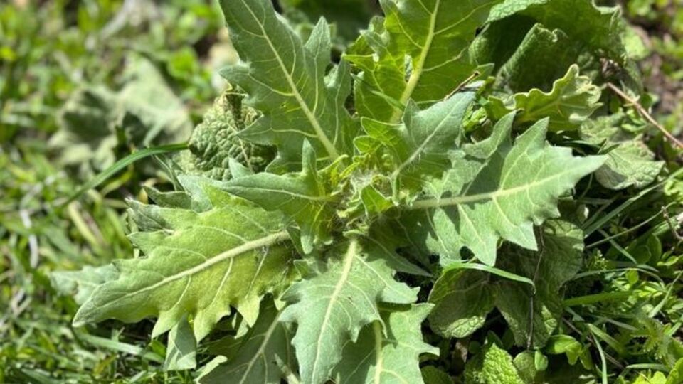 O otu yiyen 8 çocuk zehirlendi!