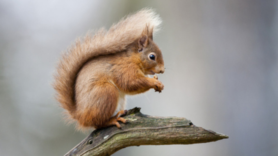 Sincabın diğer adı nedir?