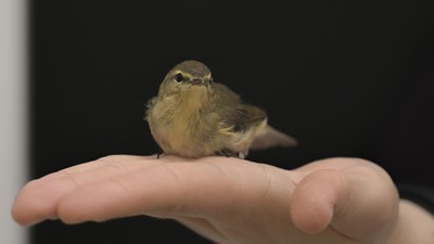 Ankara'da halkalandı, İsrail ve Lübnan'da ağa takıldı