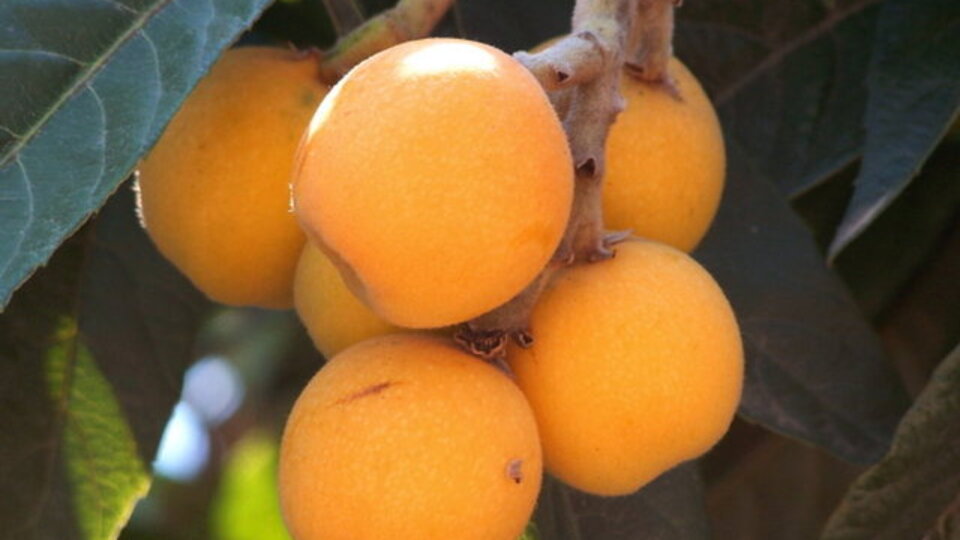 Yeni dünyanın diğer adı nedir?