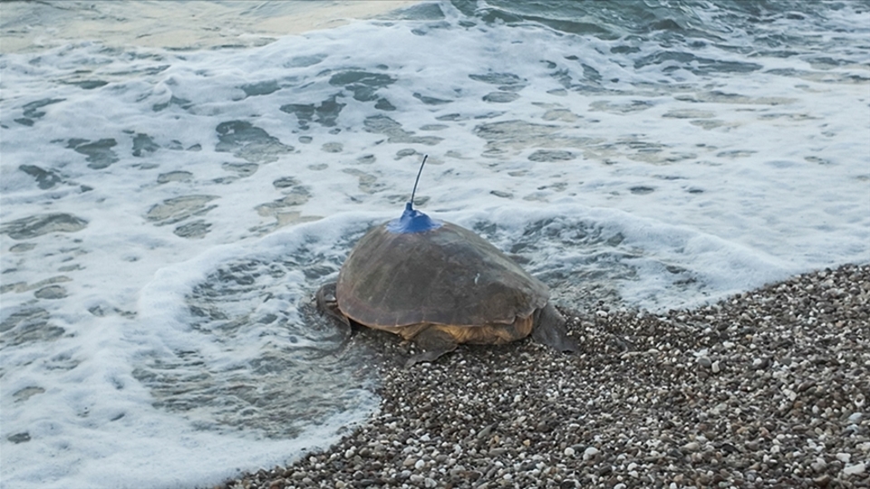 Gümüş 12 bin, Altın 5 bin kilometre mesafe katetti