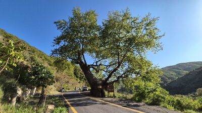 330 yaşında! 15 padişah, 12 cumhurbaşkanı gördü