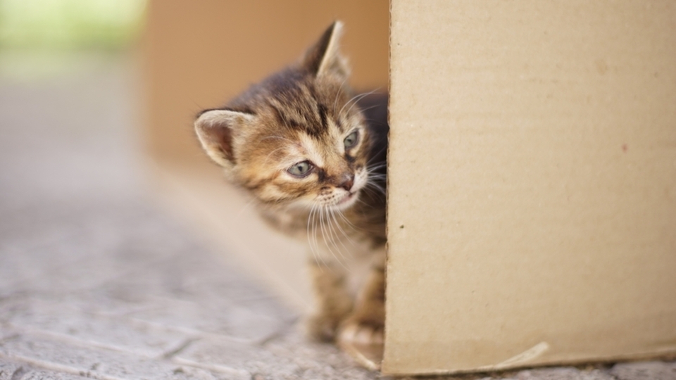 Kedilerde pire neden olur?