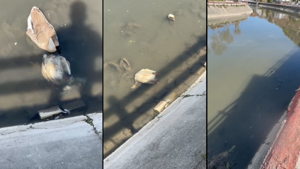 Yeşilırmak'ta şimdi de ördek ve kaz ölümleri
